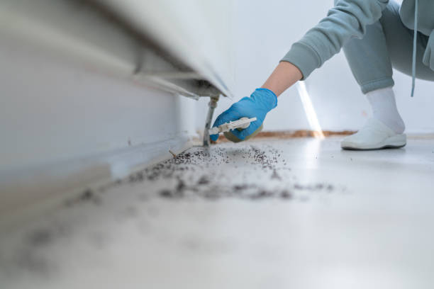 Best Wasp Removal Services  in Birchwood Lakes, PA